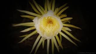 4k time-lapse of cactus flower bloom screenshot 4