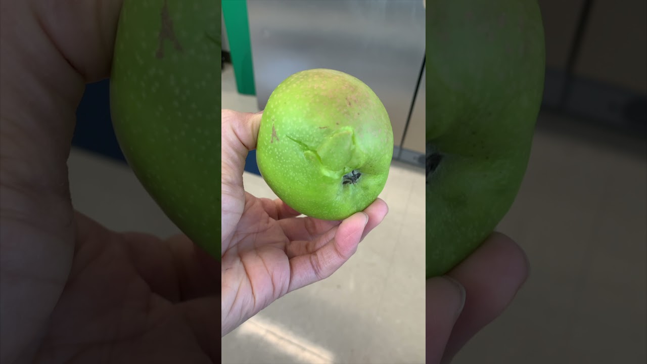 Apple Tug of War at Work 