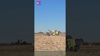 Vrijedni Semberci skoro bez kukuruza, suša spalila sve