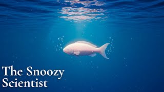 How Do Fish Sleep Without Sinking? | The Snoozy Scientist