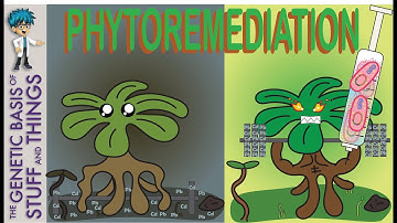 The history & future of phytoremediation