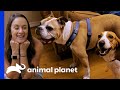 Victorian Bulldog Finds The Perfect New Sister In Villalobos | Pit Bulls & Parolees