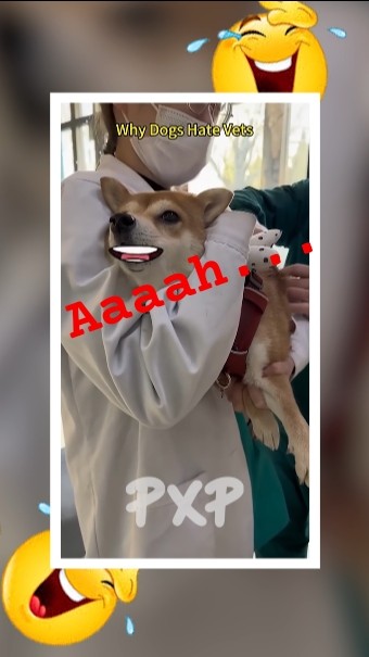 Help me bro🐕අයියෝ..🤣 #shortfeed #funny #dog