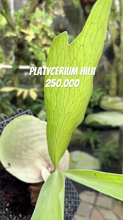 085877269114 #remix #dj #djremix #plants #shorts #shortvideo