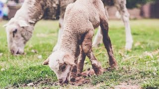 Backyard Farm TOUR! {growing fruit, veggies, nuts, meat, milk, & eggs}