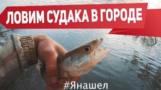 Судак на джиг. Ловля судака на течении легкой снастью в черте города | Рыбалка с Fishingsib