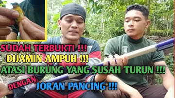 Trik Pikat Burung Menggunakan Joran Pancing Untuk Burung Yang Susah Turun !!!