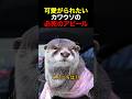可愛がられたいカワウソの必死のアピール