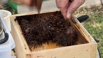 Harvesting Honey - Australian Bees Ep 2