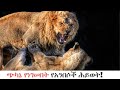 ጭካኔ የነገሠበት የአንበሶች ሕይወት እውነተኛ የጫካ ዘጋቢ ፊልም