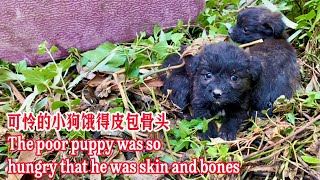 Heartbreaking! The poor stray dog ​​almost starved to death. by 狗狗之家 60,705 views 2 months ago 28 minutes