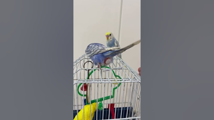 Mi periquito poniendo un huevo 😲😲😲😲