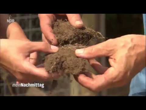 Video: Wie bearbeite ich meinen Rasen?