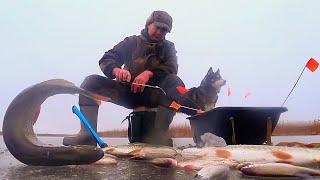 ДИКИЙ ЖОР БЕЛИ И ЖАДНОСТЬ ЩУК. РЫБАЛКА С НОЧЕВОЙ БЕЗ ПАЛАТКИ. Поймал рыбу и сразу жарю.