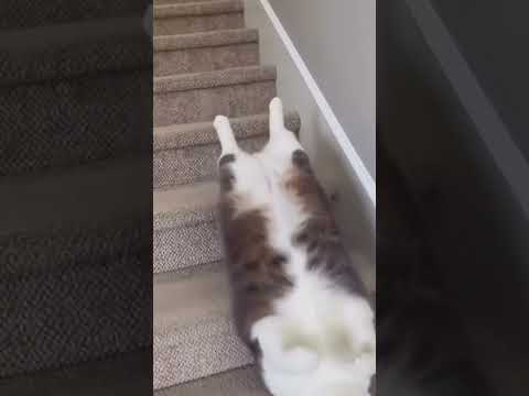 این اندازه تنبلم