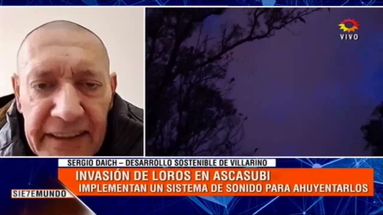 Cómo lograron ahuyentar los loros de Hilario Ascasubi. Sergio Daich