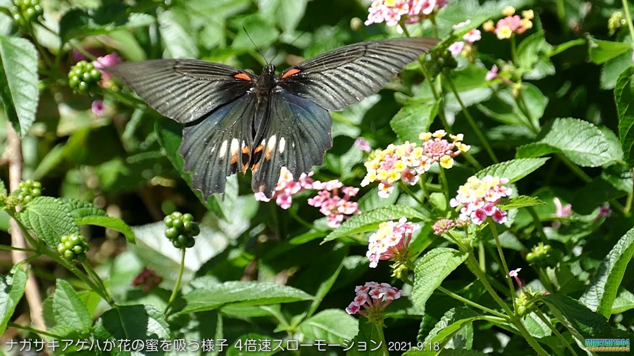 ナガサキアゲハが花の蜜を吸う様子 ハイスピード動画 Youtube