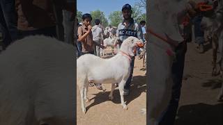 100 kg Above Sojat bakra Taharpur bakra mandi #shorts