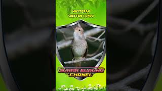 Download Lagu Masteran Sikatan Londo Suara Jernih #sikatanlondo #sikatan #sikatanlondogacor MP3