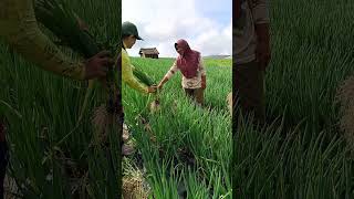 Ikut panen sayur,,kol dan daun bawang