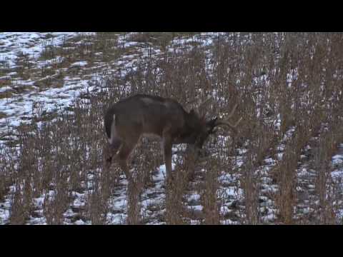 Tiffany Lakosky's 169 Monster Buck