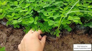 Bán buôn cây cỏ lạc Nhà vườn Hula Trees