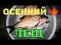 ОСЕННИЙ🍁 ЛЕЩ. Рыбалка 🎣 на Донце. Картошка с грибами и сыром на костре🔥