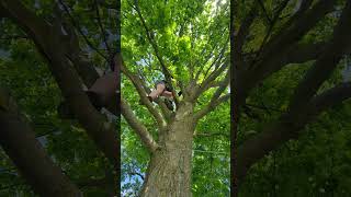Climbing A tree #video #shortsfeed #viralvideo