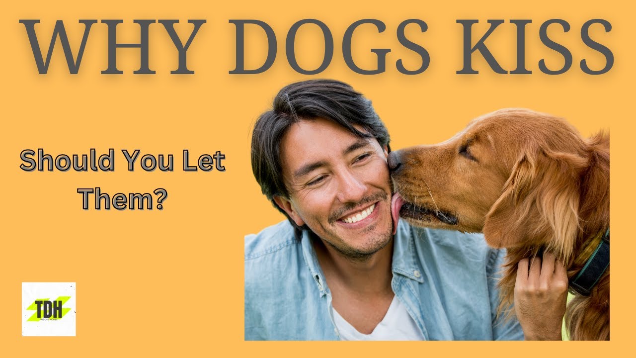 Why Dogs Kiss Should you let them? YouTube