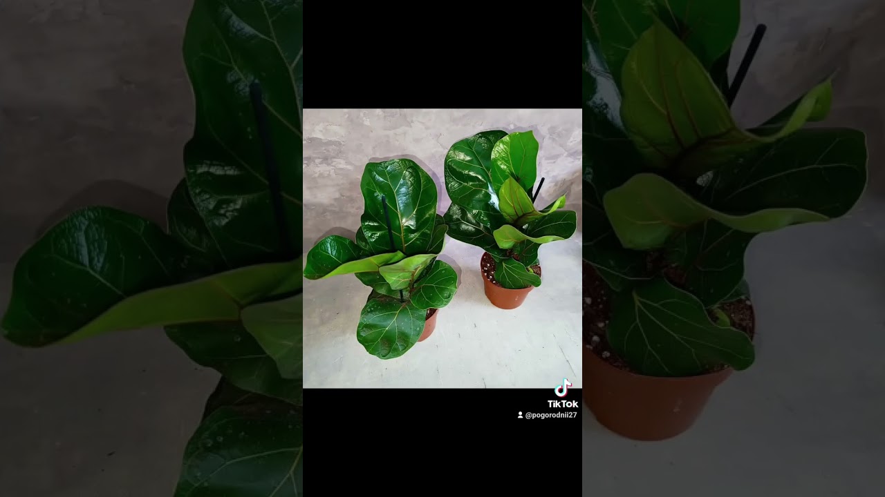 Фикус Лирата Бамбино! Цена 265 гривен! Бронь в  вайбер 0996782355 