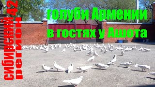 картинка: ГОЛУБИ АРМЕНИИ В ГОСТЯХ У АШОТА.