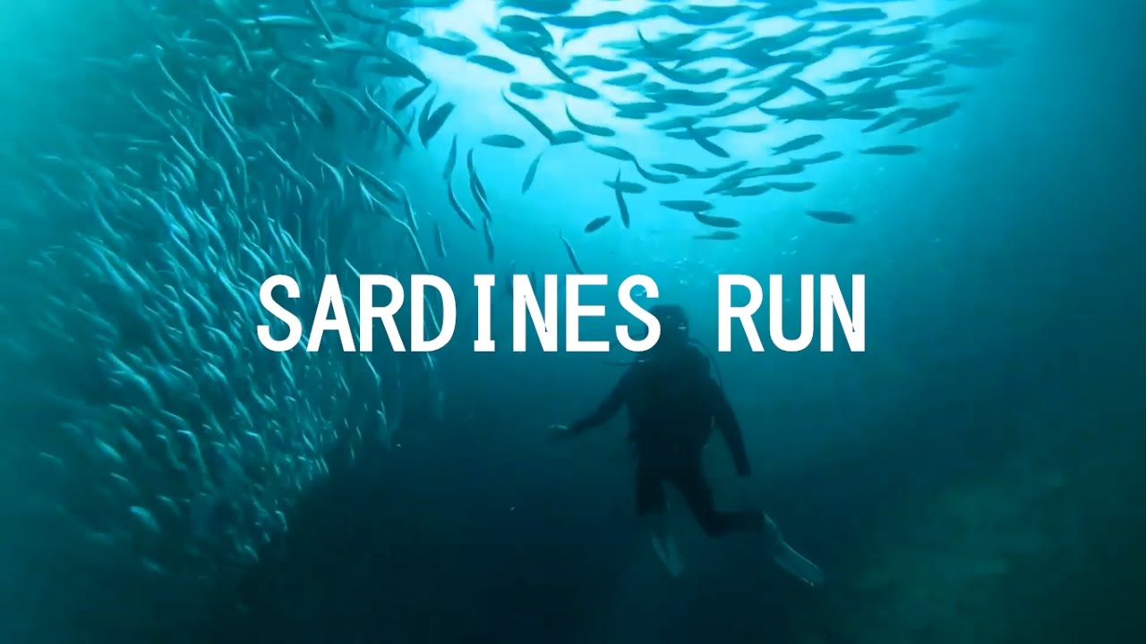 Sardine Run Diving (Moalboal ,Cebu. Philippines) YouTube