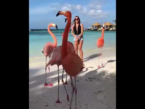 გოგონა და ფლამინგოები