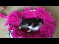 Chihuahua puppy having a seizure 😨 don't panic! It's low blood sugar | Sweetie Pie Pets Kelly Swift