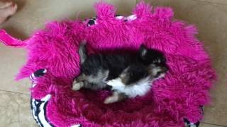 Chihuahua puppy having a seizure 😨 don