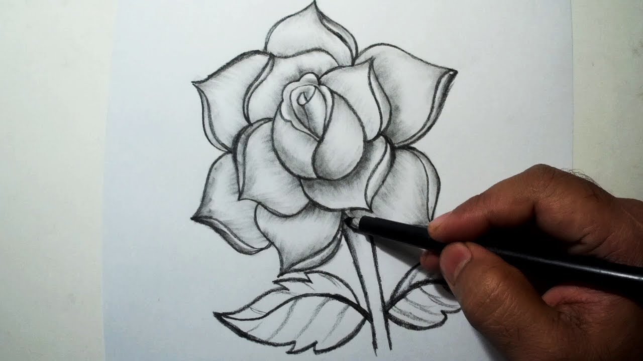 Featured image of post How To Draw A Rose With Pencil / They are beautiful and breathtaking to look at.