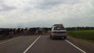 Коровы переходят проезжую часть