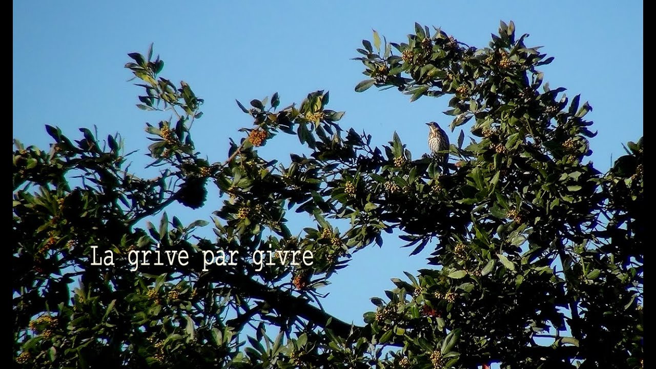 Chant de la grive