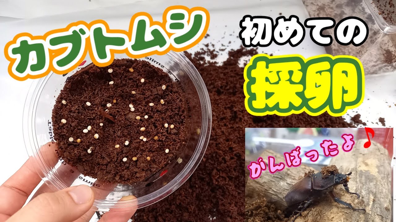国産カブトムシ、初めての採卵！！