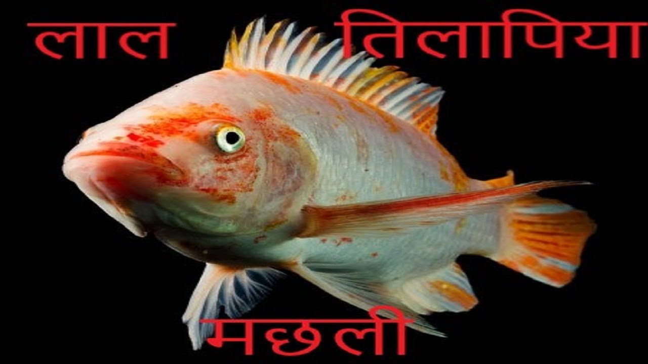 red tilapia fishHow to keep Red Tilapia fish ? in Hindi One (1) of