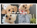 【SHEIN】シーインの犬用洋服（ドッグウェア）おすすめ商品紹介 / OLの引きこもり休日と仕事DAY【Vlog】