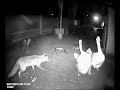 AMAZING || FOX Vs Chicken Caught on Camera Chickens in City