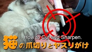 猫の爪切りとヤスリがけ - Cut & Sharpen a Cat's Nails -