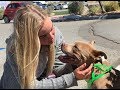 Lost Dog Found After 4 Years