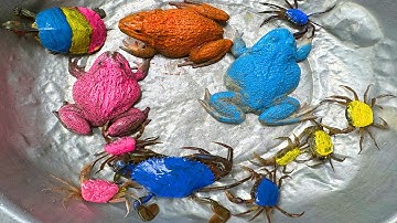 Kem Ốc và cua Chanel lái xe công nông đuổi theo cn cua, con ếch, con vịt màu xanh, rùa màu sắc, crab