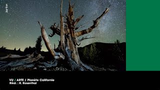 VU du 11/05/22 : Un arbre de 4500 ans