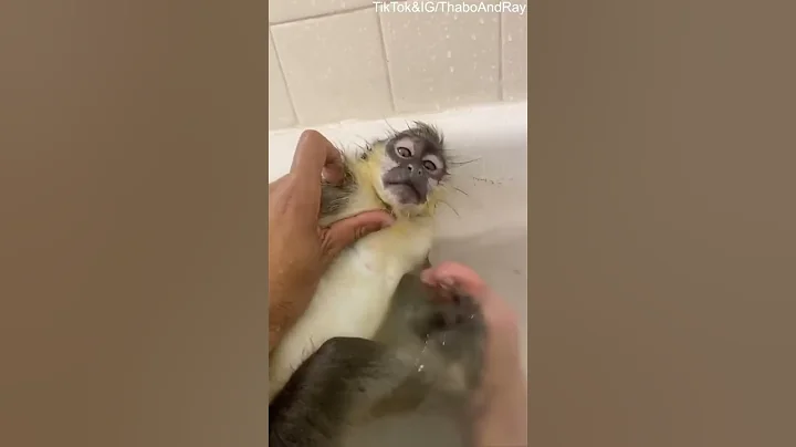 Man and Pet Monkey Playing in the Tub || ViralHog