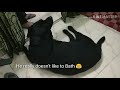 Indian Labrador | Funny reaction | When Asked for Bathing #Casper