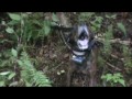 Laney's Guide Service Maine Bear Hunt w/ Hounds Laney's Guide Service Maine Bear Hunt w/ Hounds