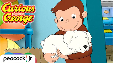 🐶 The Curious Case of the Missing Puppy | CURIOUS GEORGE